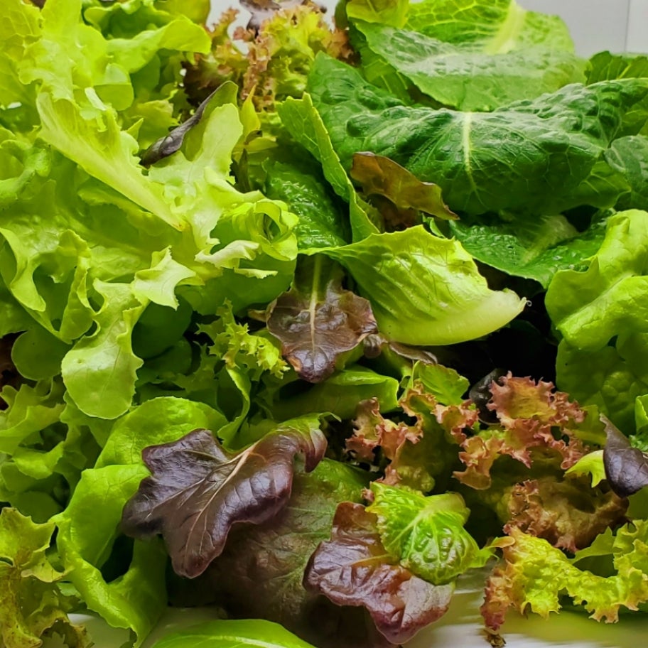 Bag of LETTUCE Mix | New Age Provision LLC