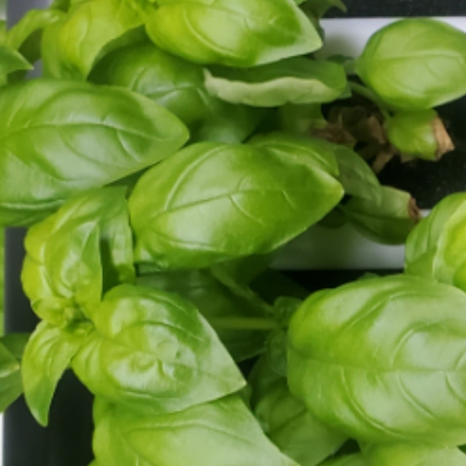 Genovese Basil New Age Provision LLC